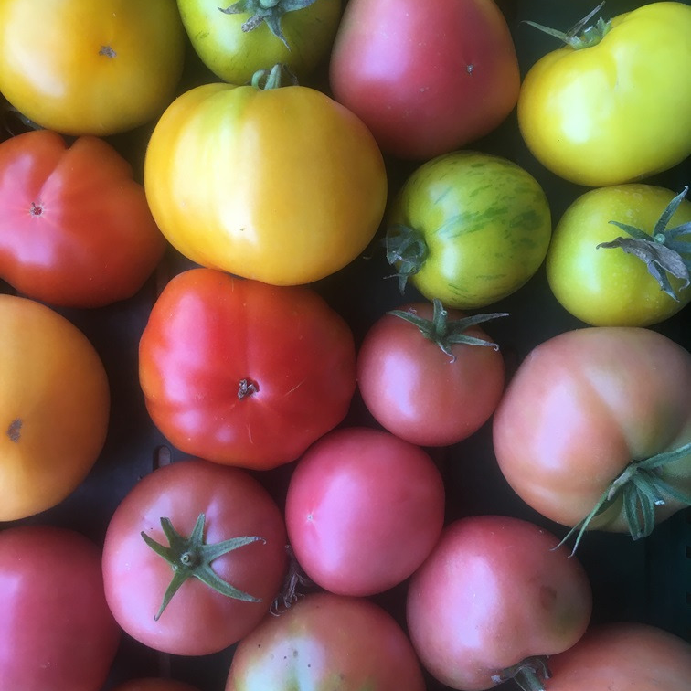 Tomates anciennes
