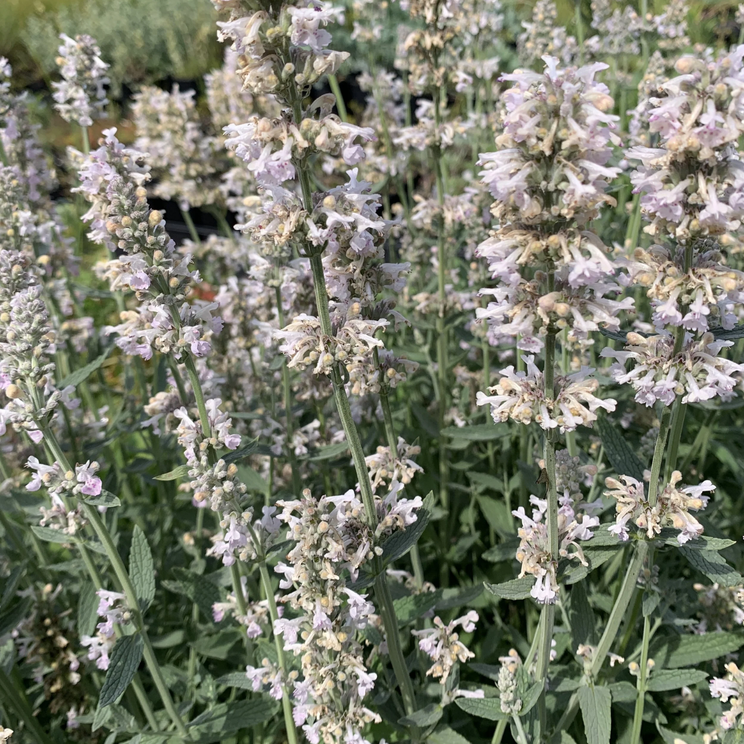 Nepeta nepetella subsp ‘Aragonensis’