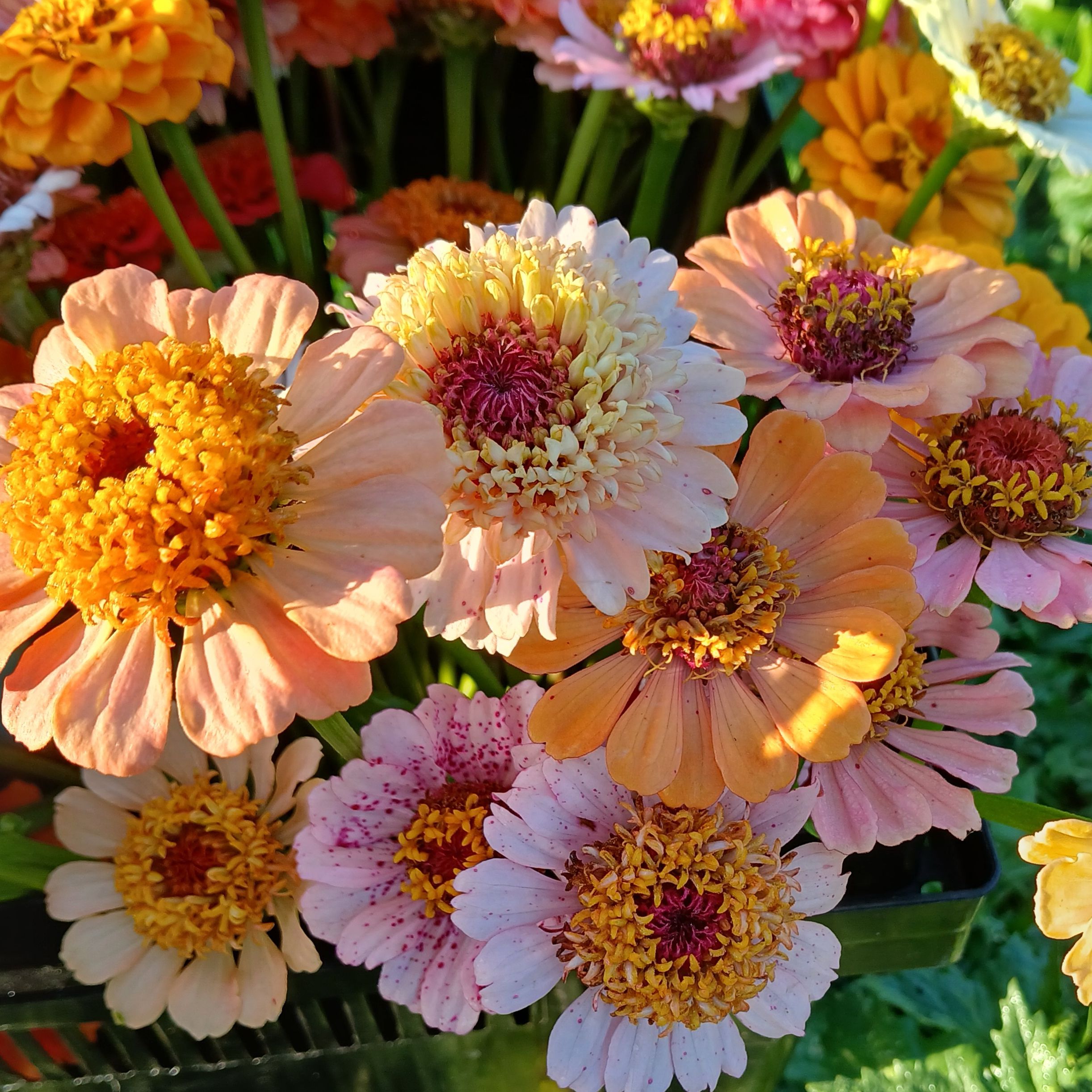 Zinnia pastel (mix petit diamètre)