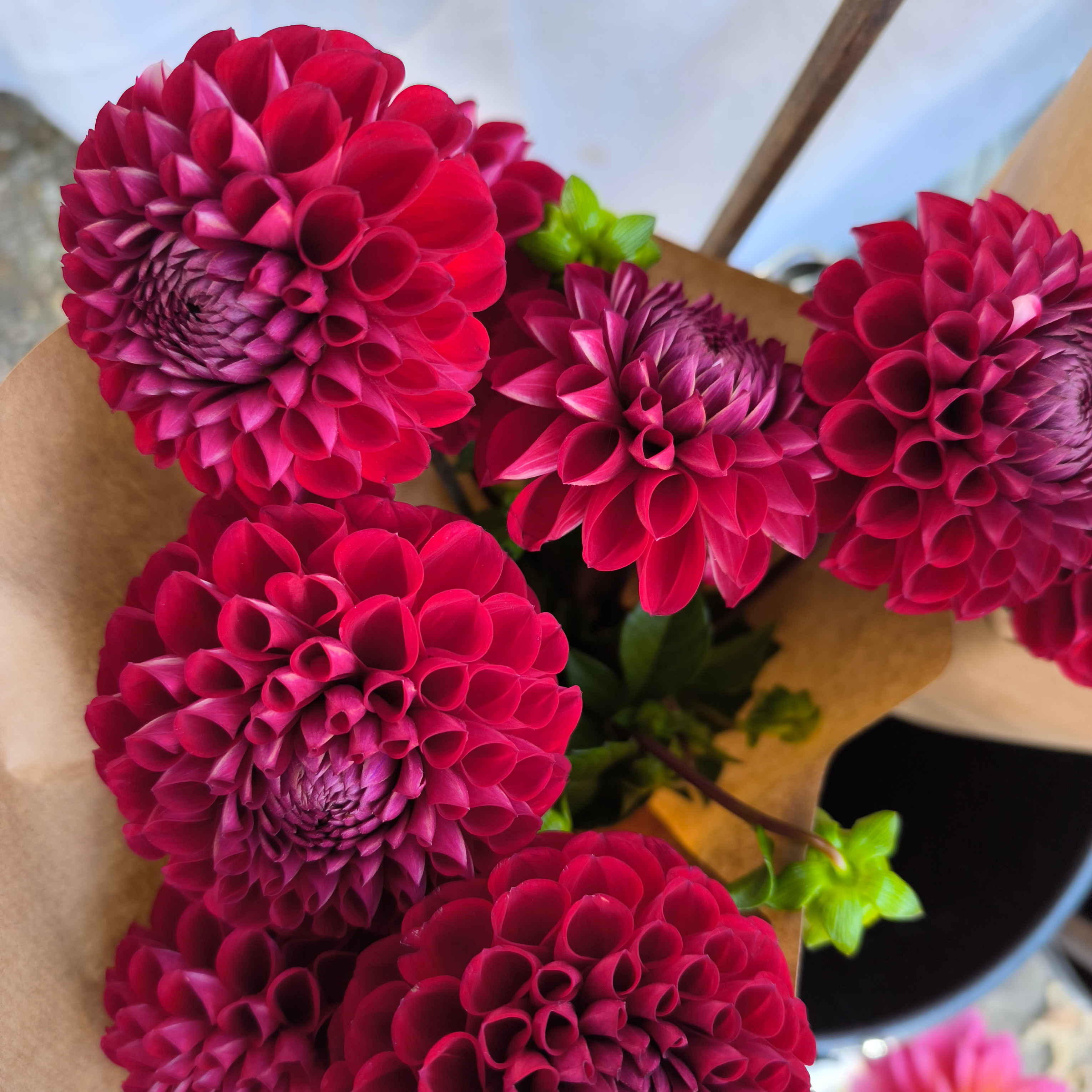Dahlia ball cornel (botte de 10 tiges)