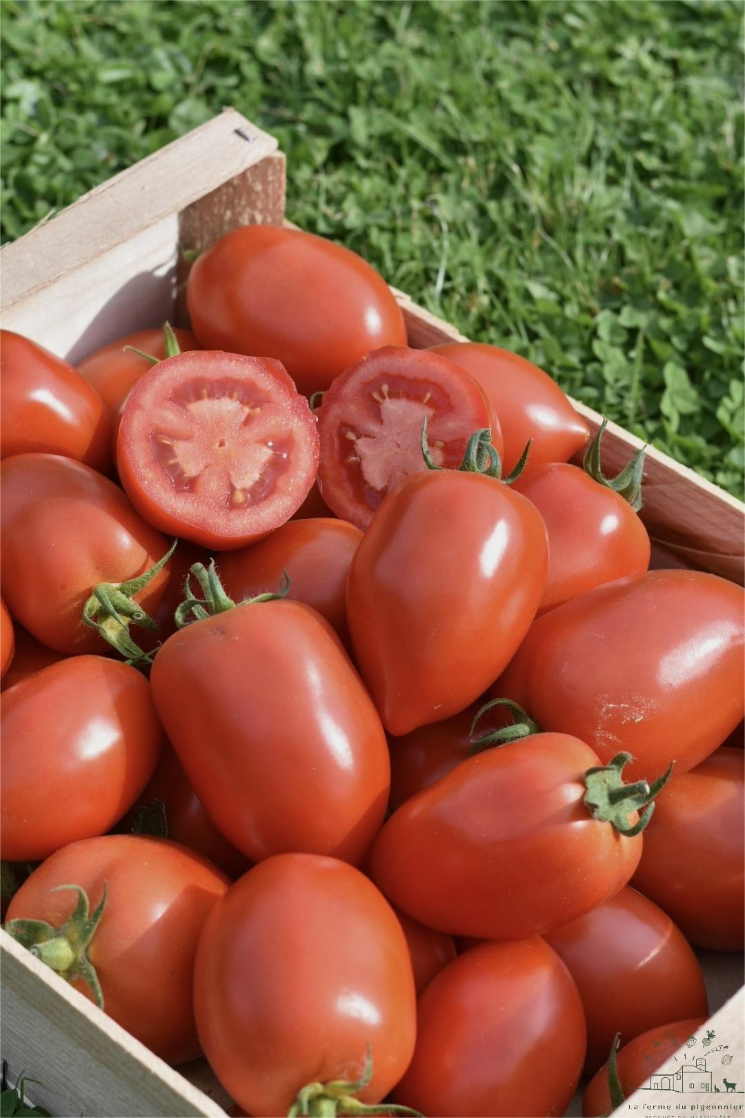 Tomates ancienne type roma