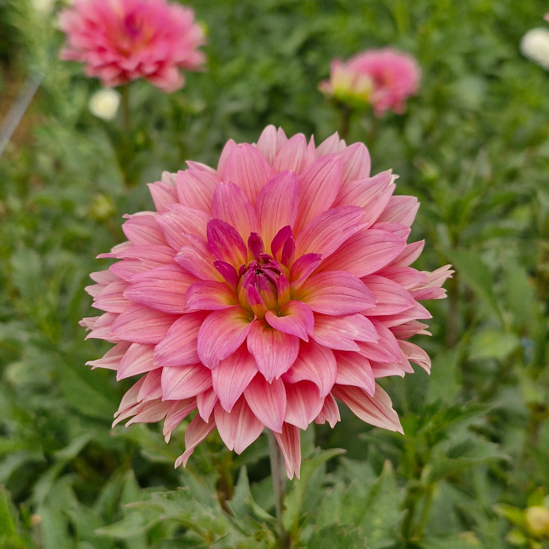 Dahlia samantha (botte de 10 tiges)