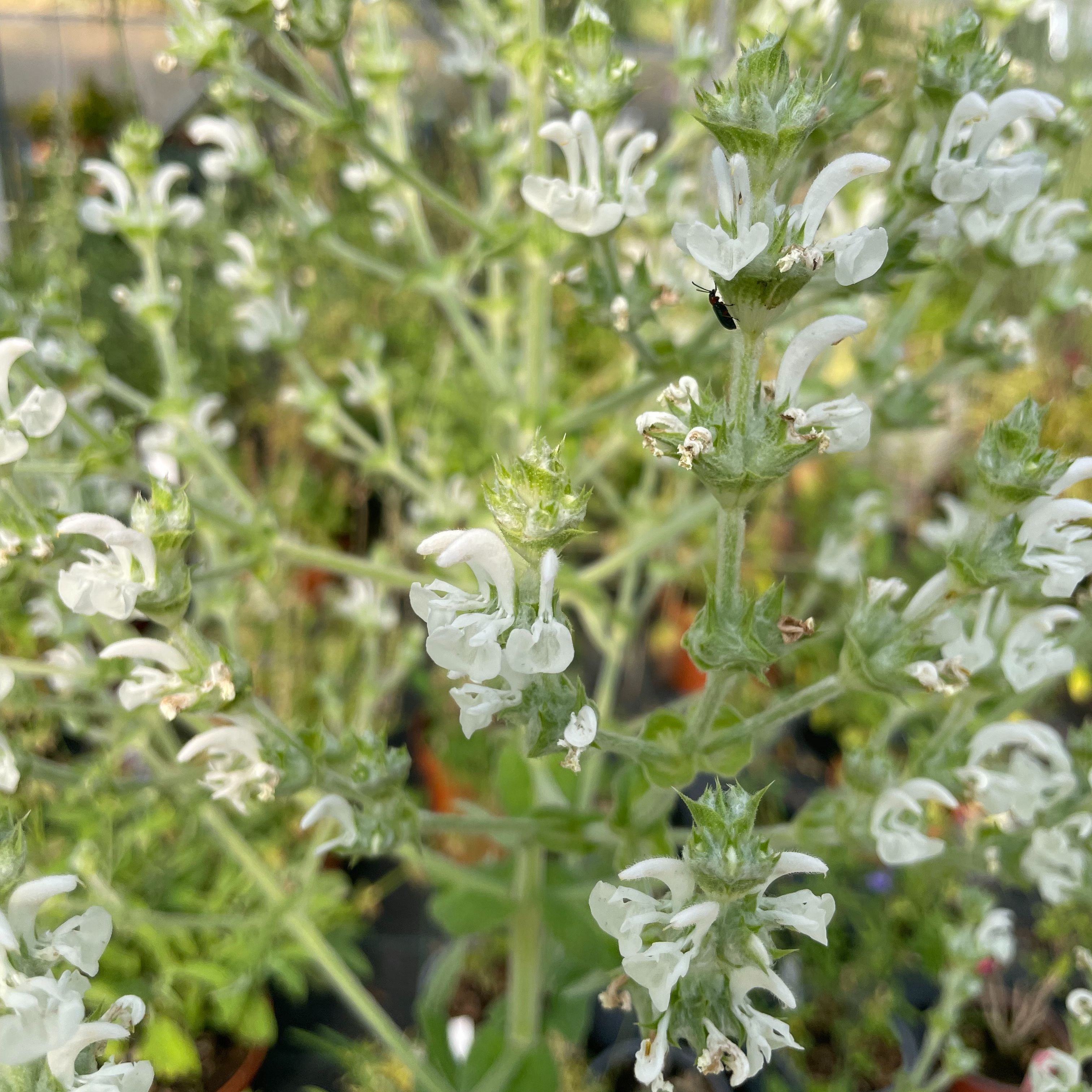 Salvia aethiopis