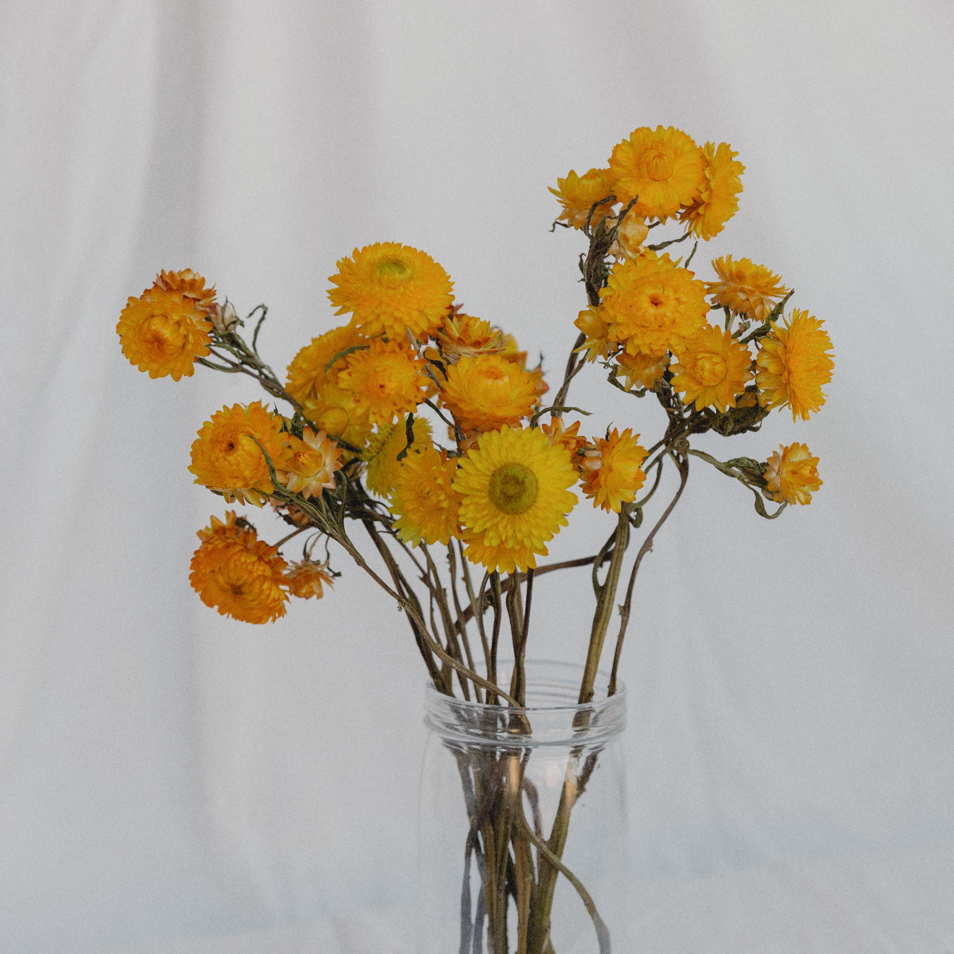 Immortelle jaune séchée