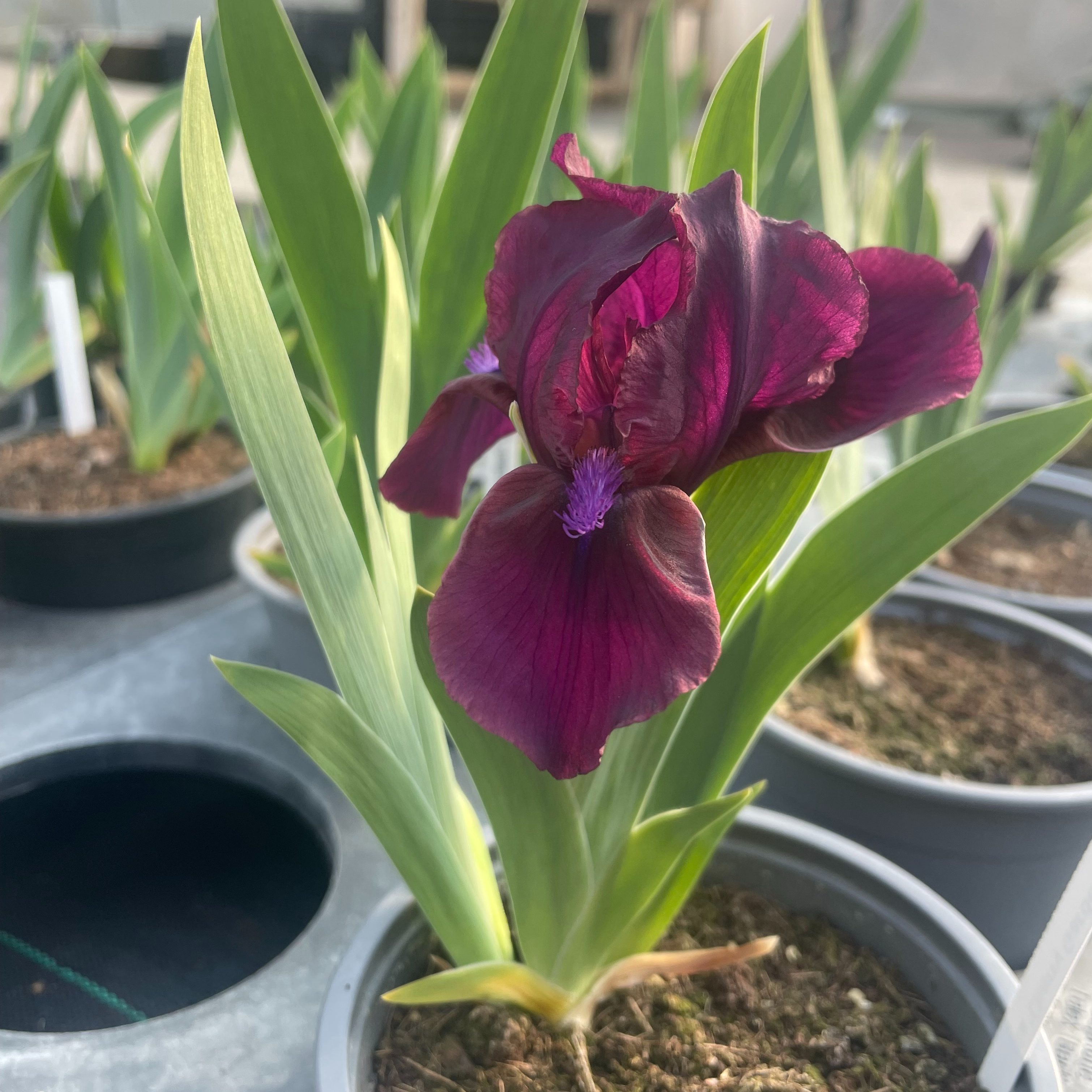 Iris pumila 'Cherry Garden'