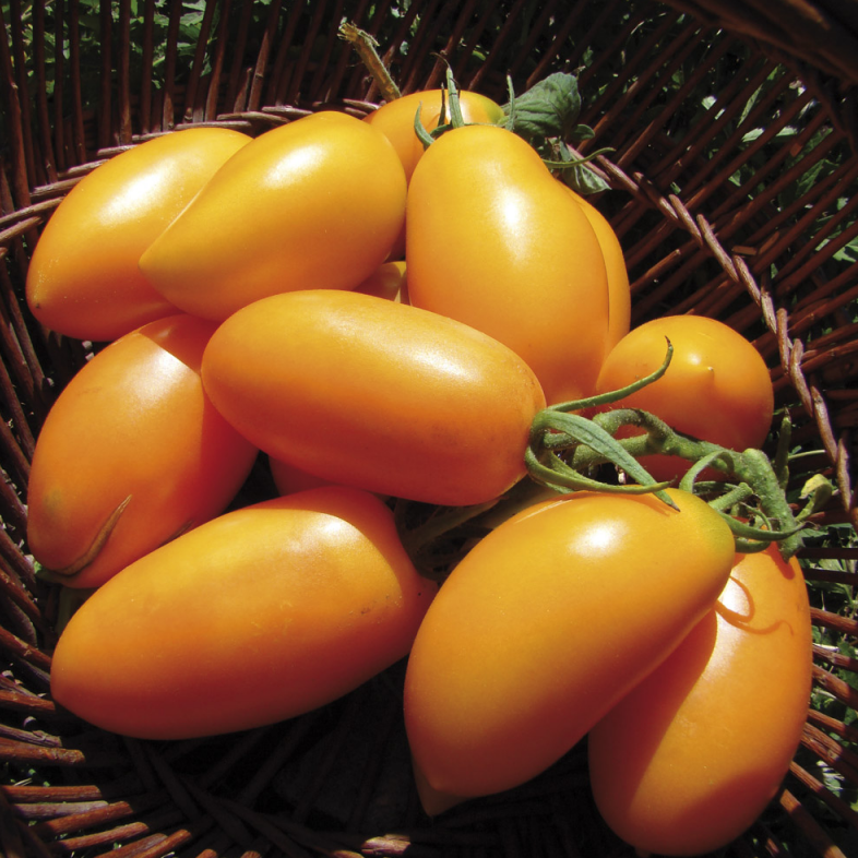 Tomates jaunes et oranges ORANGE BANANA