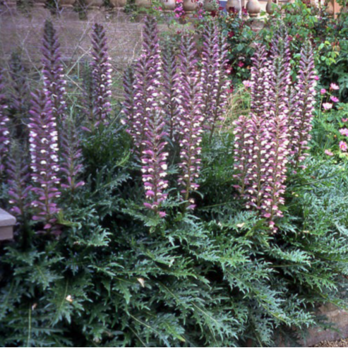 Acanthe à feuilles molles