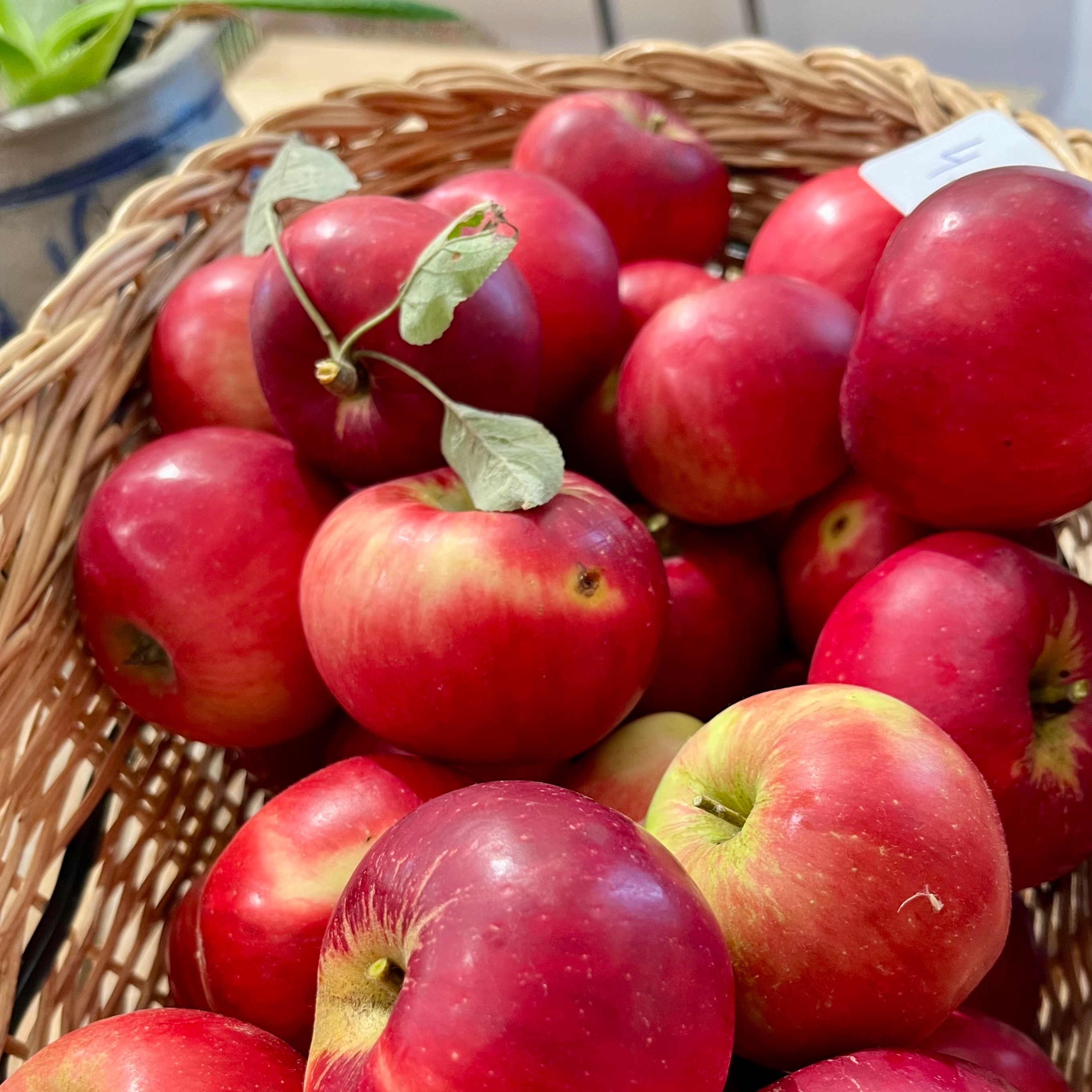 Pomme (Kg)
