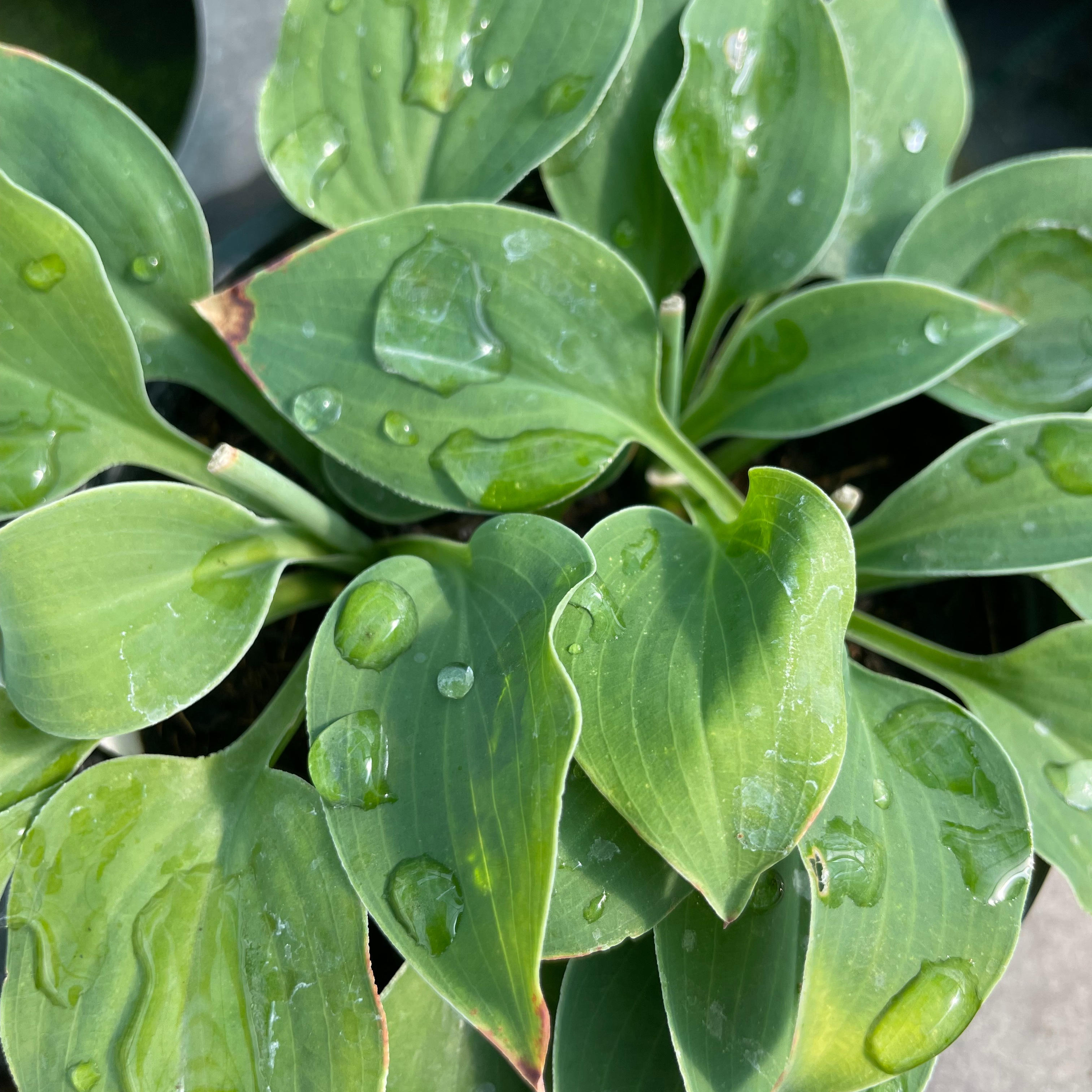 Hosta ‘Pearl Lake’