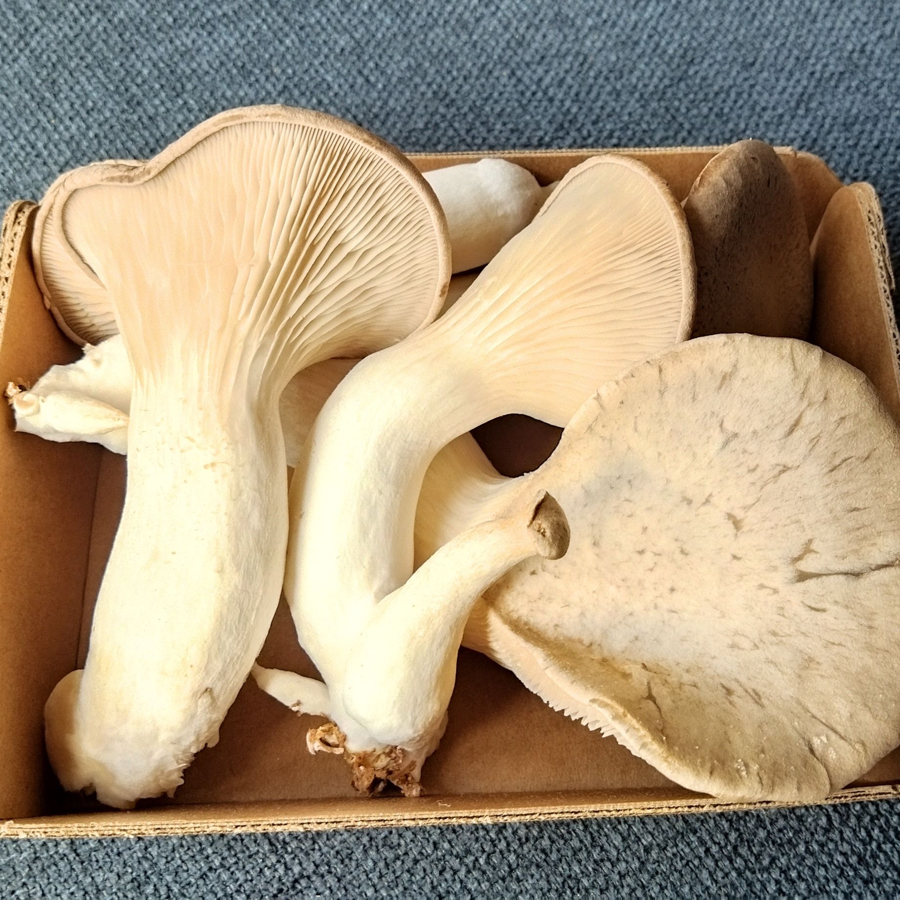 Pleurotes panicaut frais en barquette - 160g