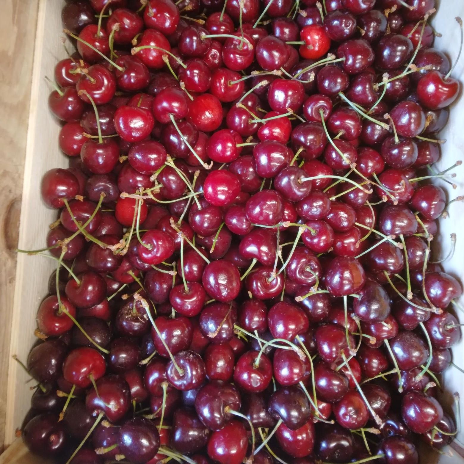 Cerise