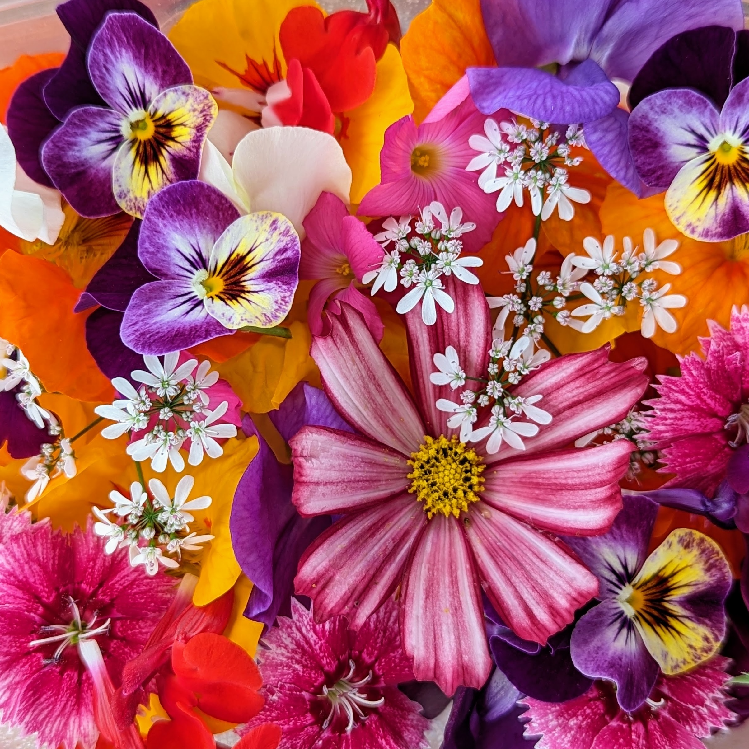 Mélange fleurs de saison