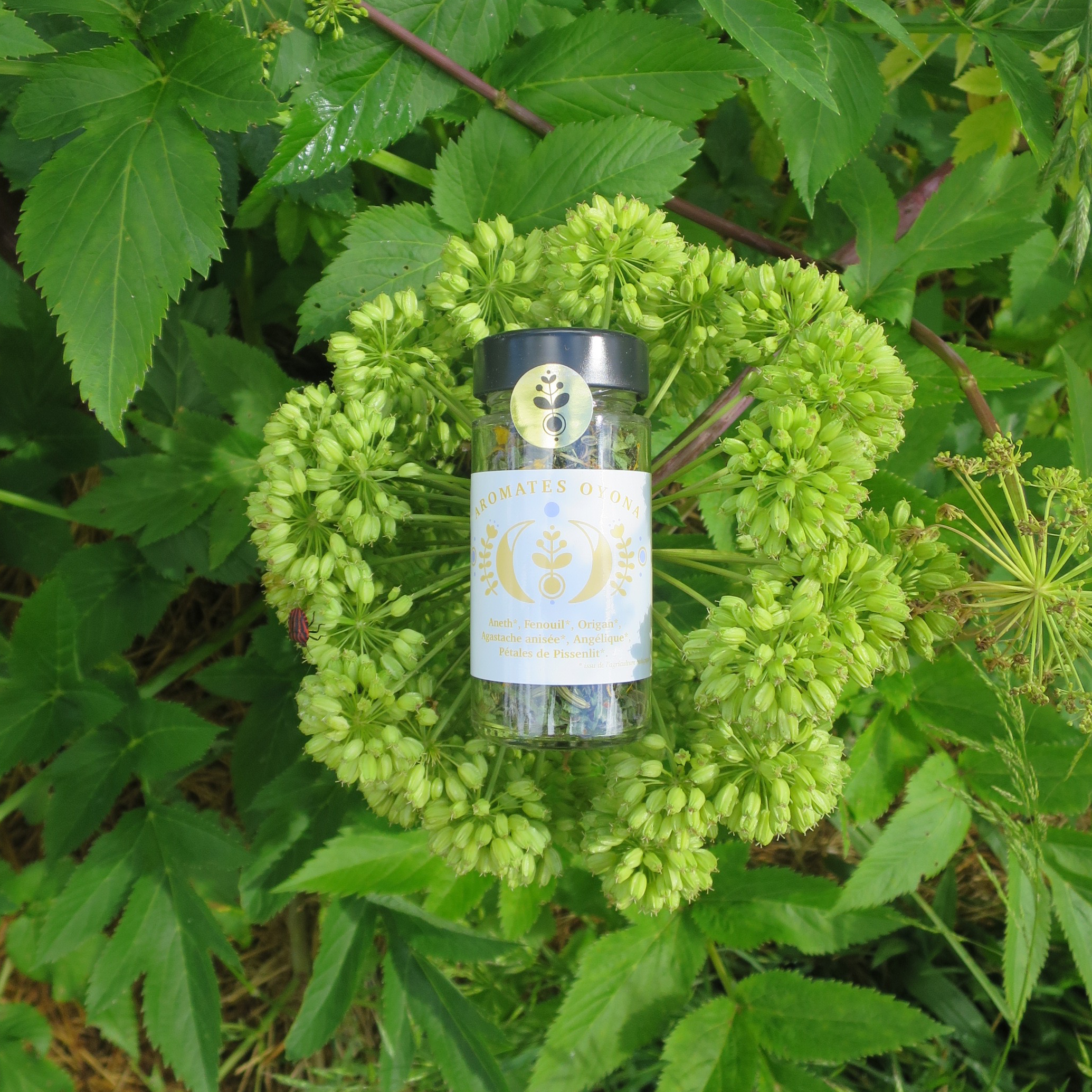 JAUNE • Anisé & Chaud - 15g