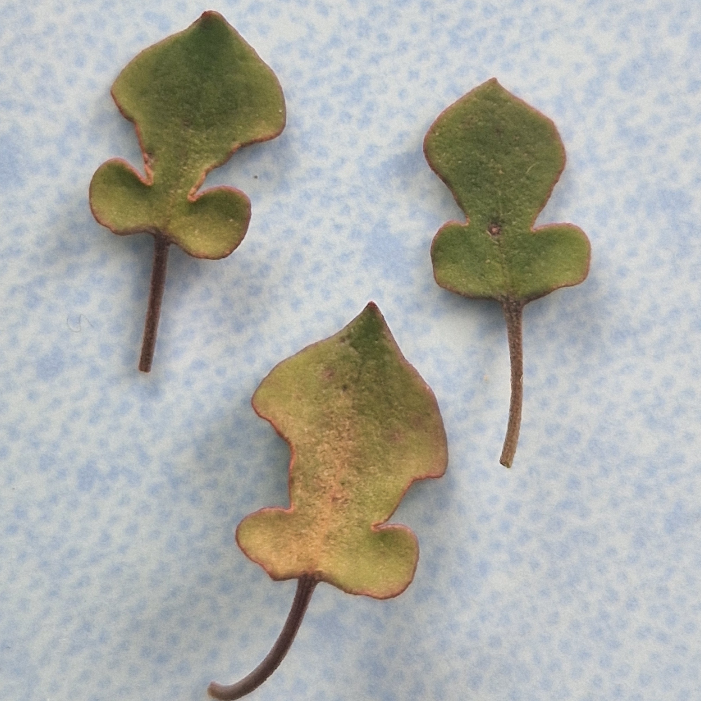 Muhlenbeckia ‘Lyrata’