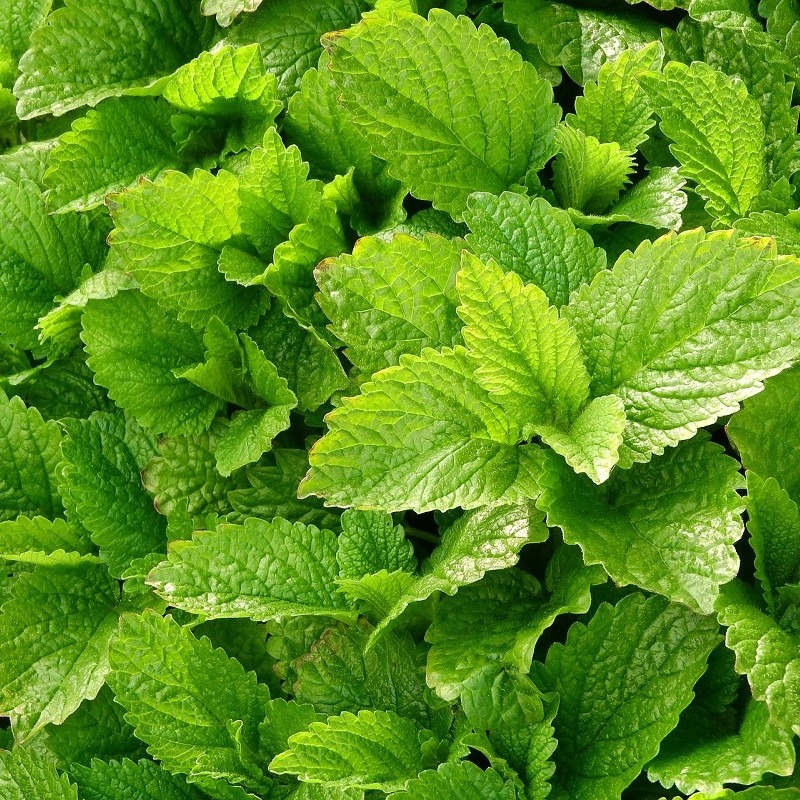 mélisse officinale