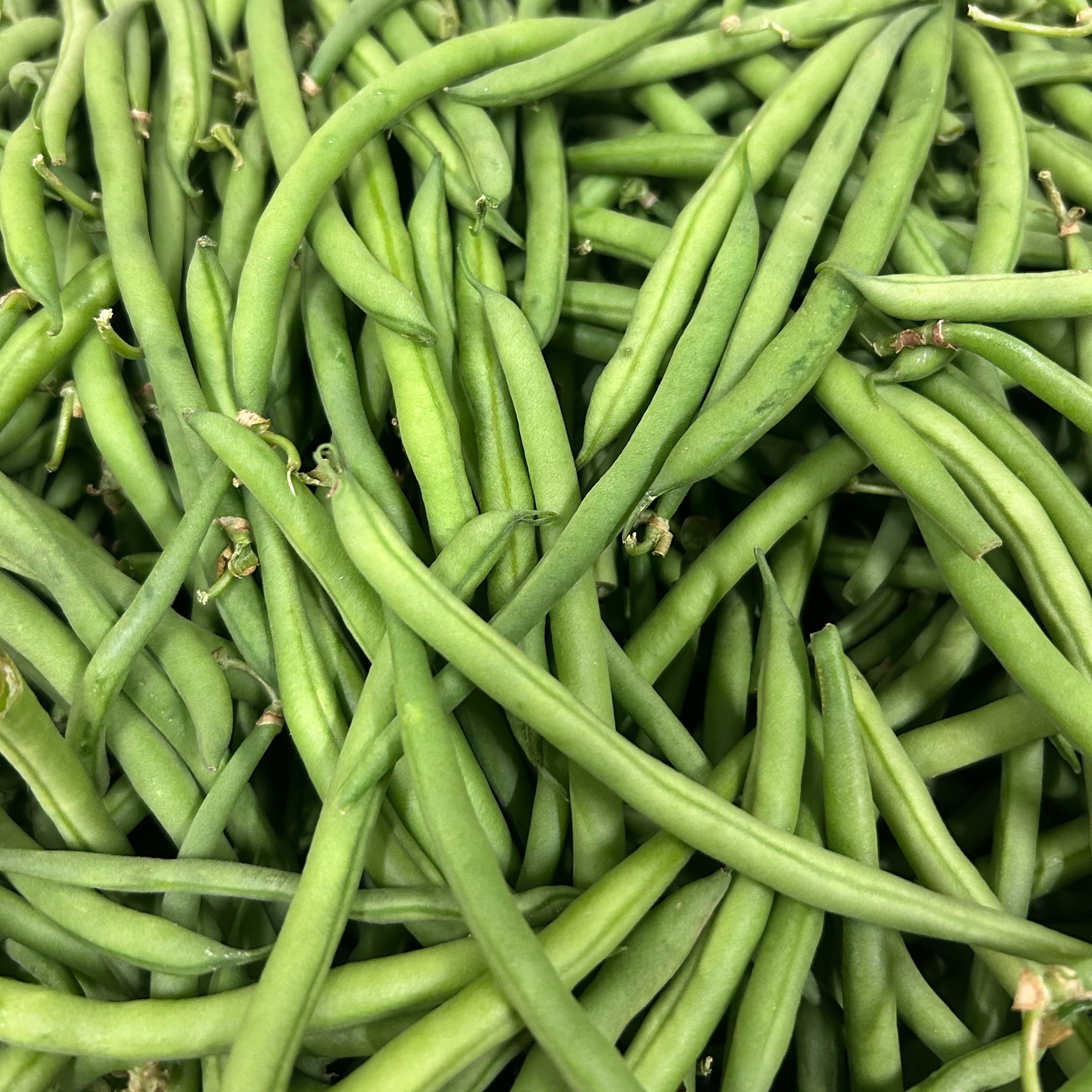 Haricot vert