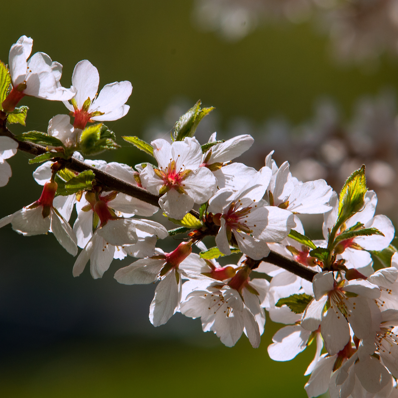 Ragouminier fruit blanc, Prunus tomentosa snovit