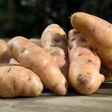 Pomme de terre du Jardin - Corne de Gatte