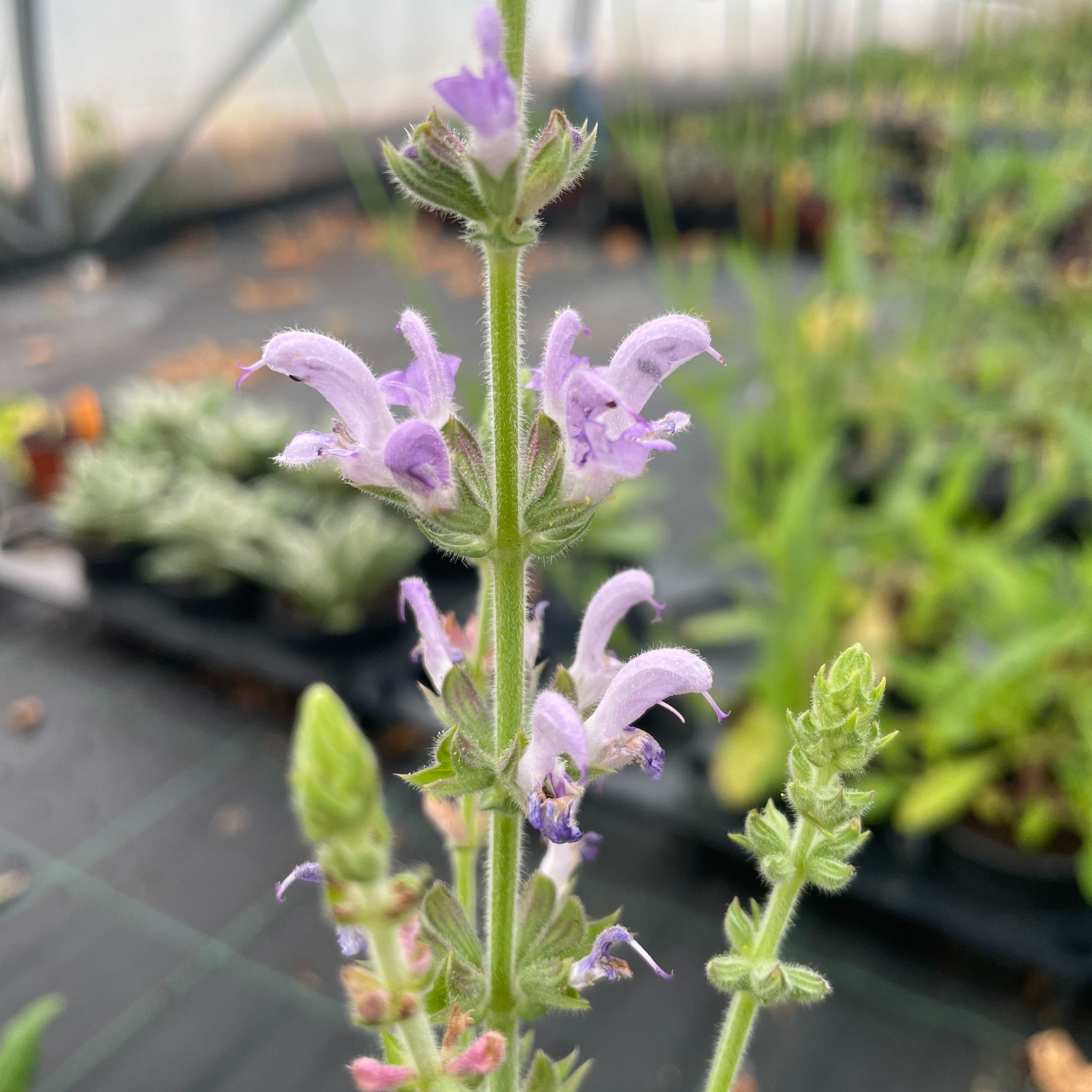 Salvia deserta