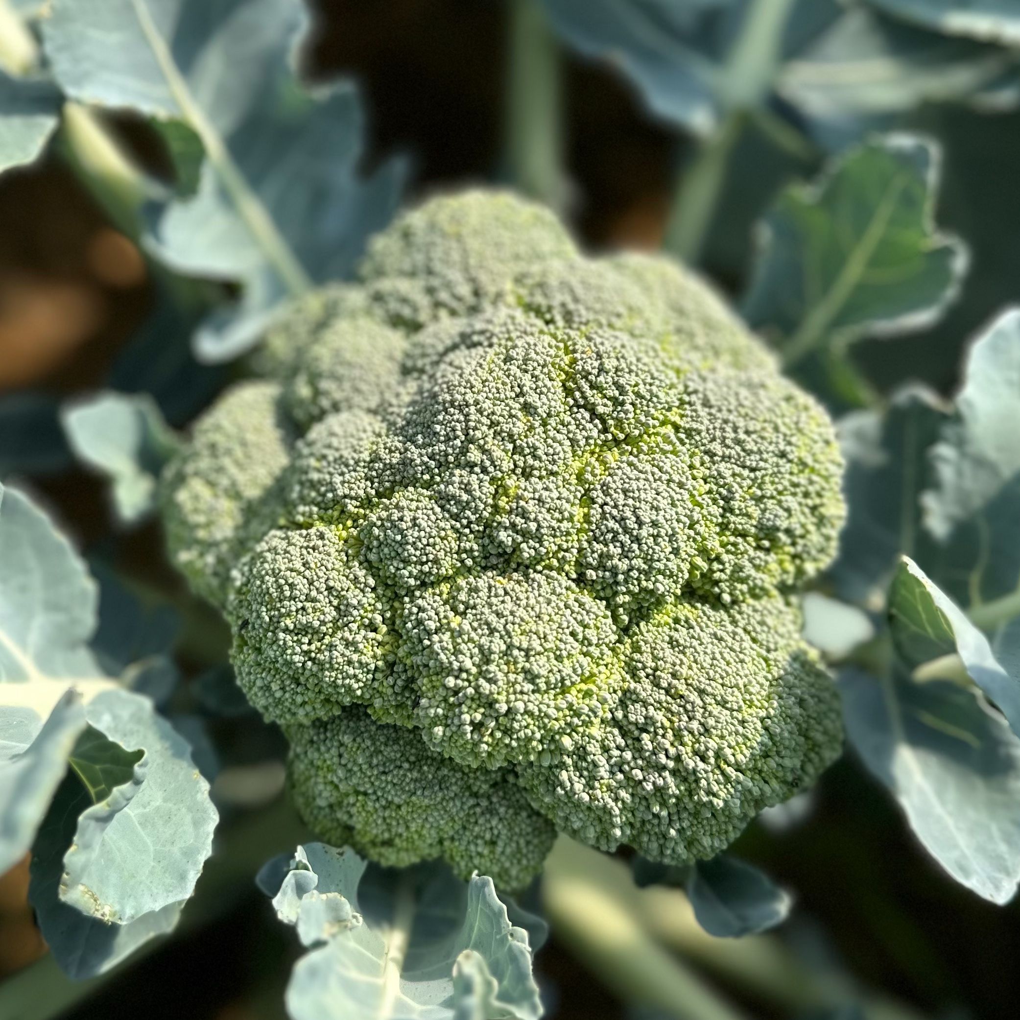 Brocoli