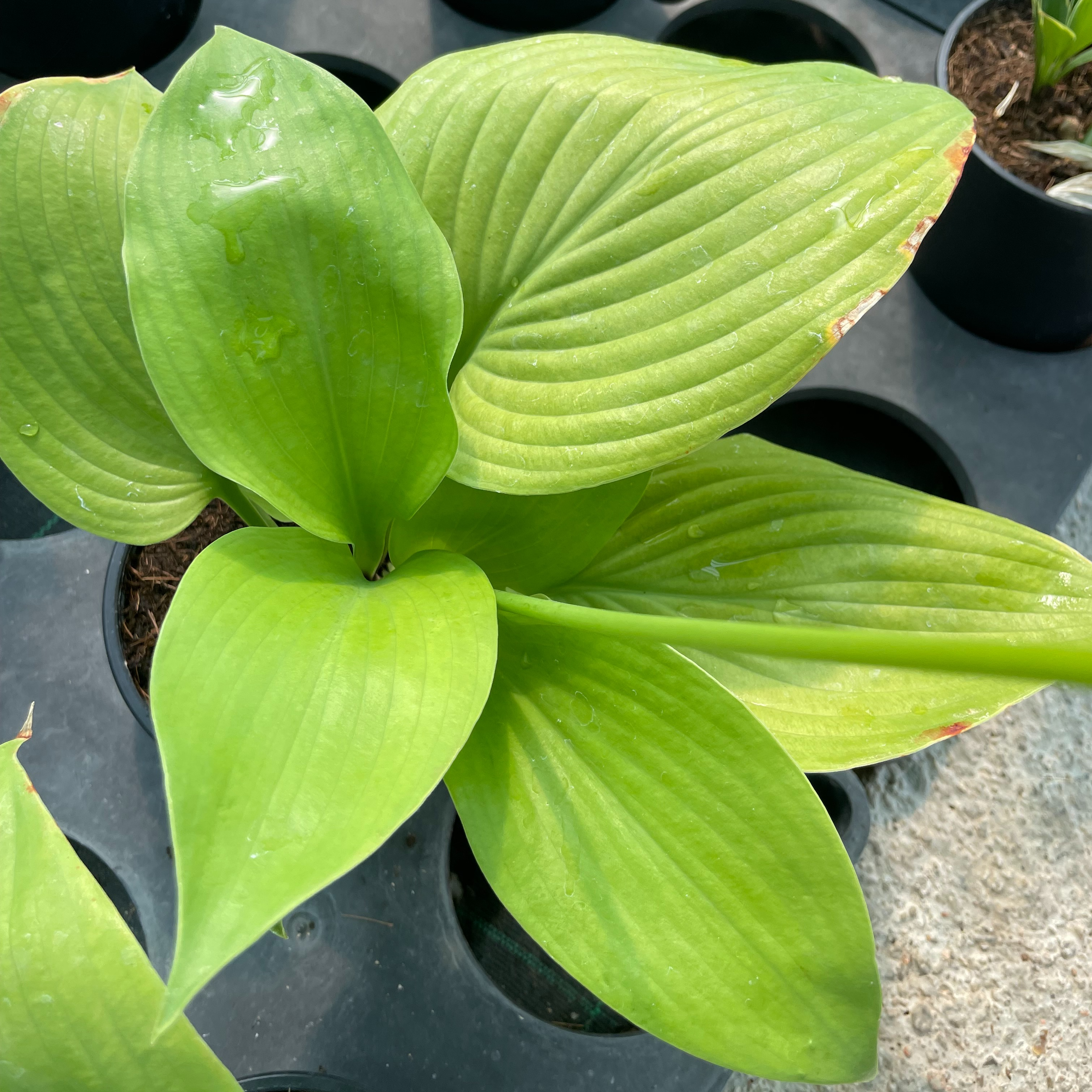 Hosta ‘Sum And Substance’