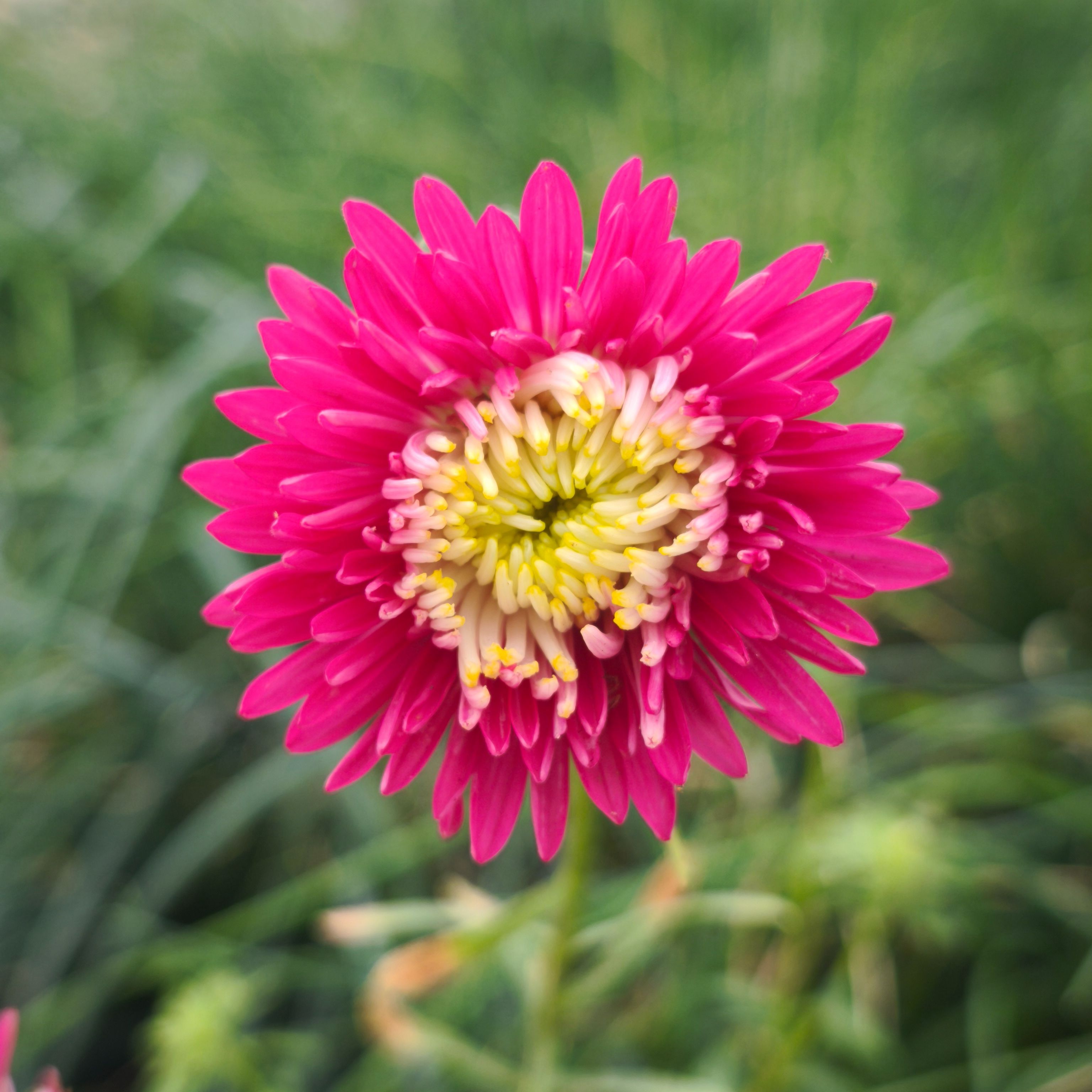 Reine marguerite x10F