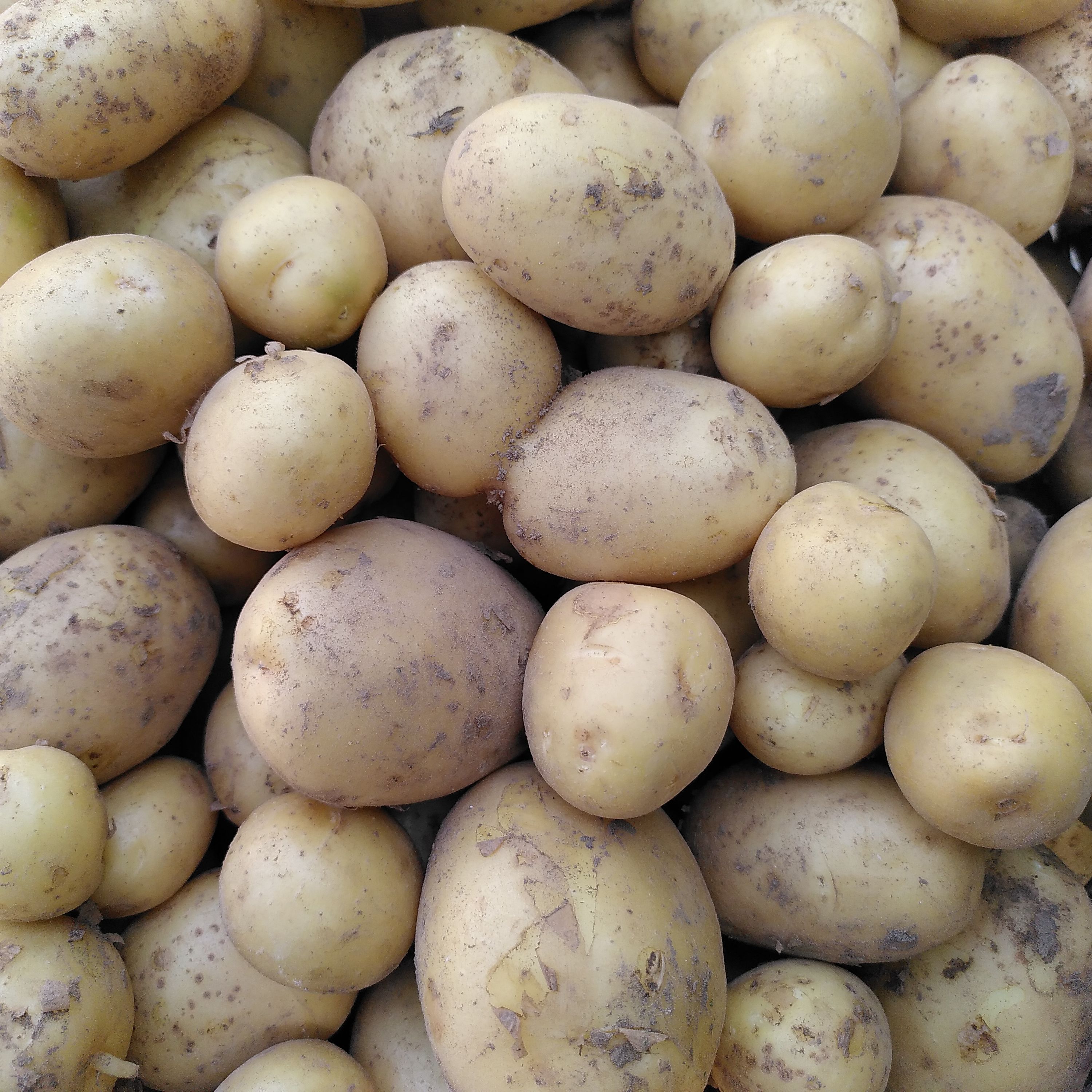 Pommes de terre primeur