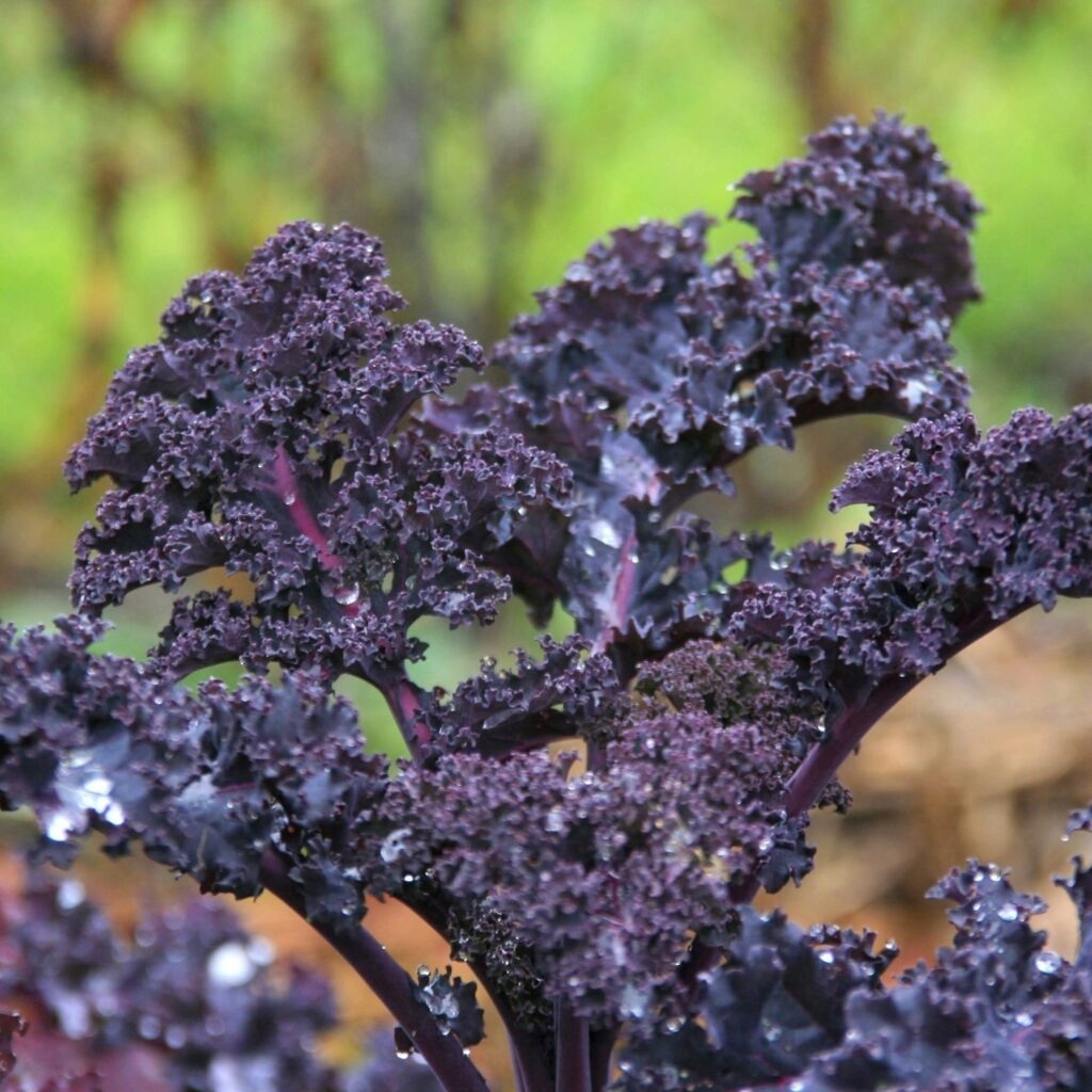 Chou kale