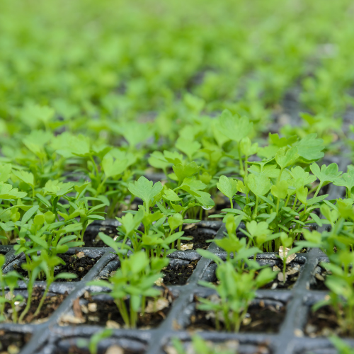 CÉLERI À CÔTES Violet de Tours Bio
