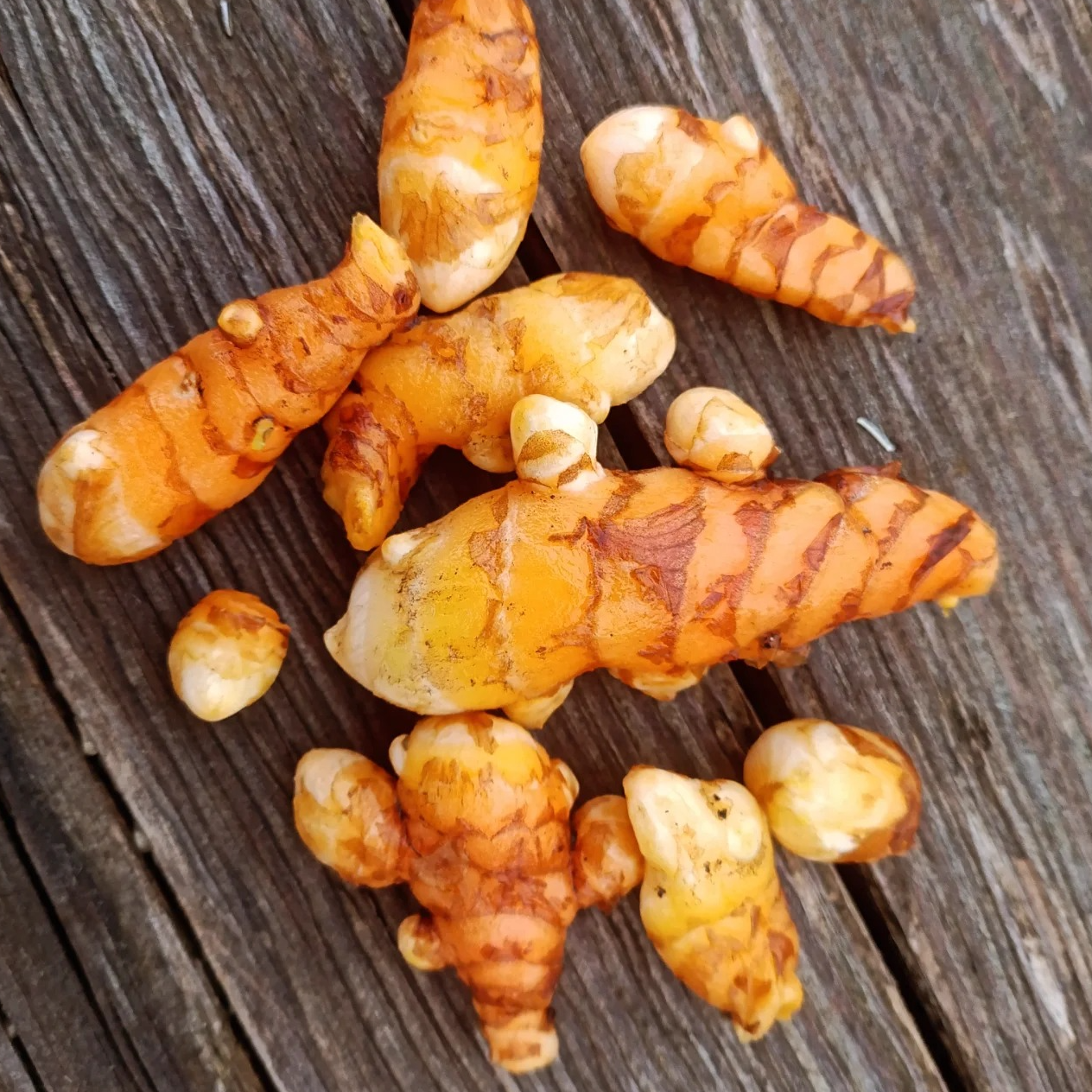 Curcuma frais - portion - 50g