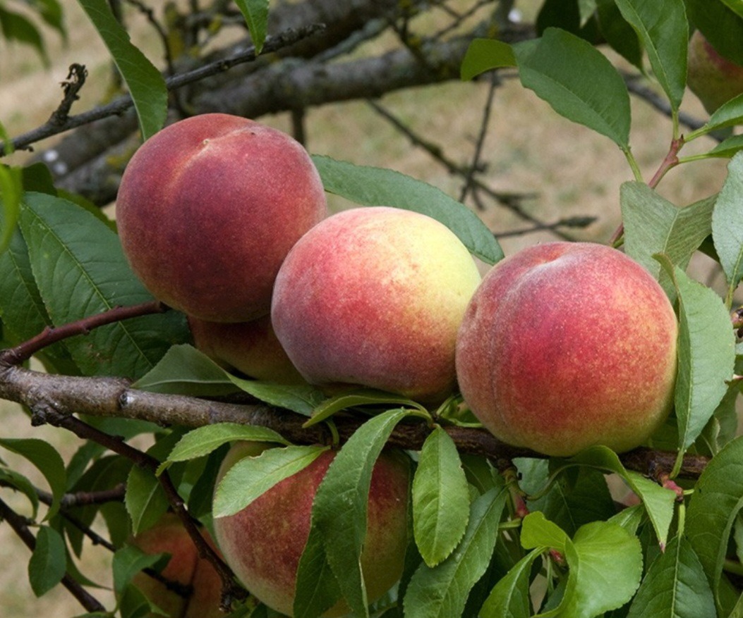 Pêches au kg