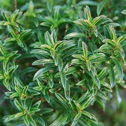 Plant - Aromatique / Sarriette vivace