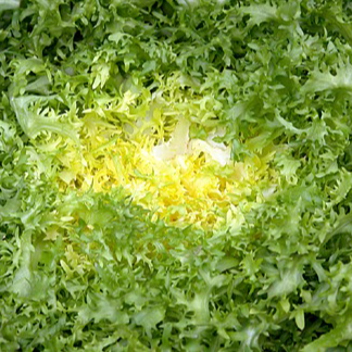 Frisée