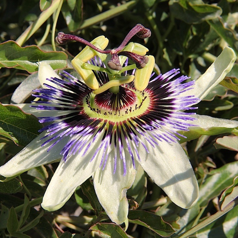 Passiflore bleue Pot
