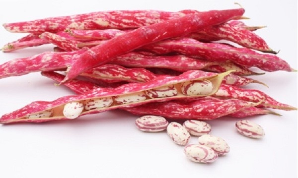 Haricot demi-sec