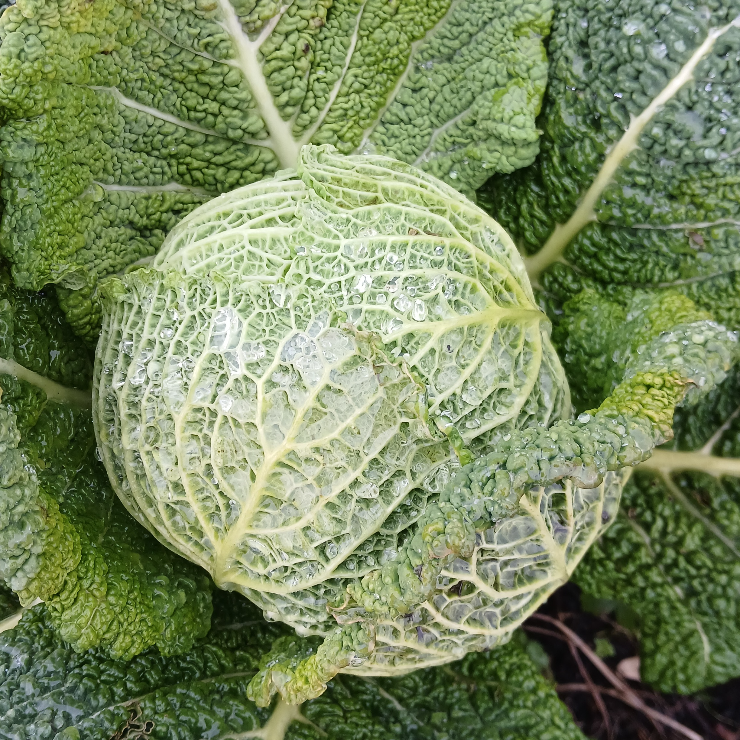 Chou vert frisé - 0,8kg