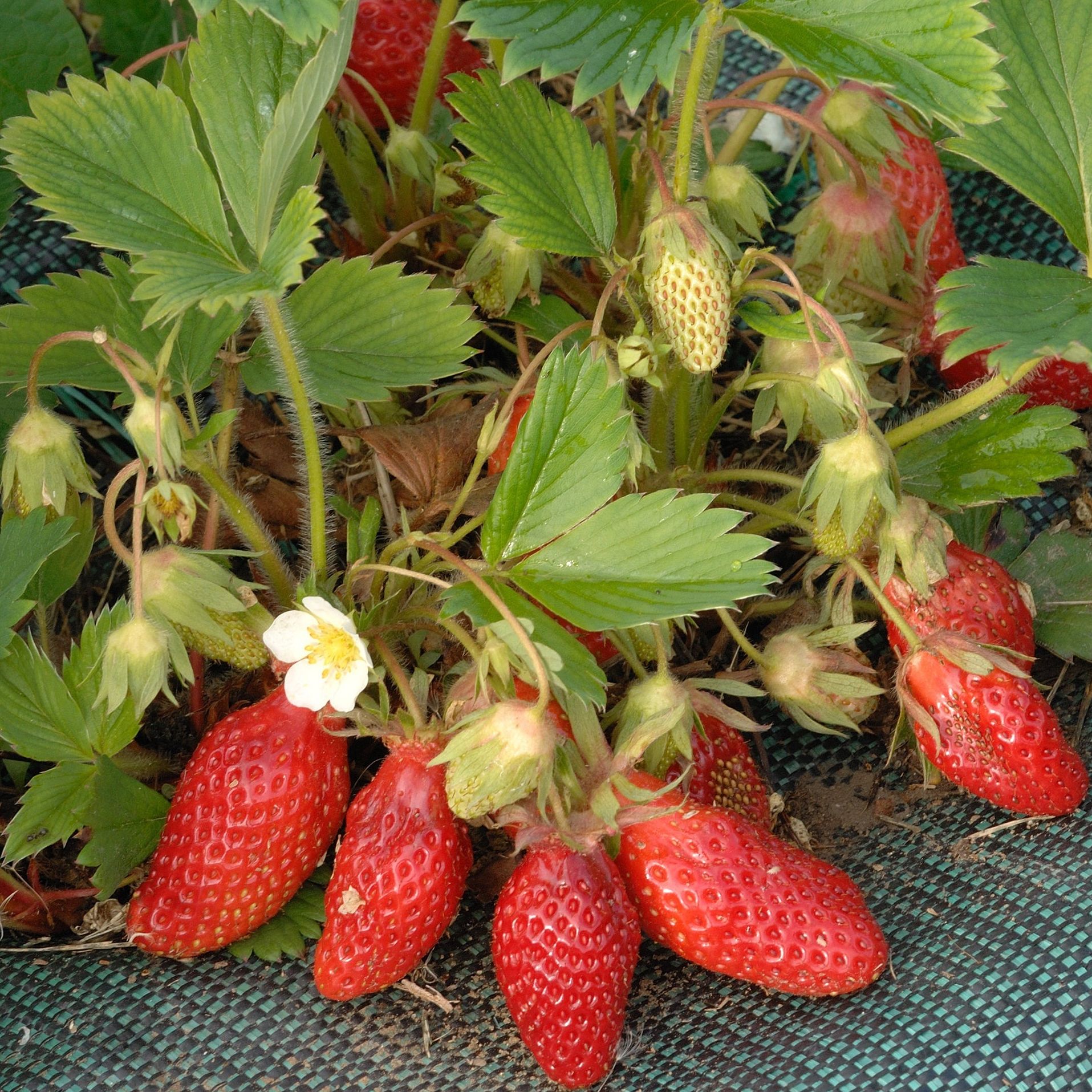Fraisiers (Fragaria × ananassa) 'Gariguette' - 1l