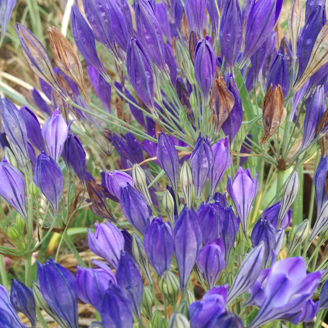 Brodiaea triteleia