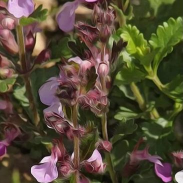 Teucrium chamaedrys 'Nana'