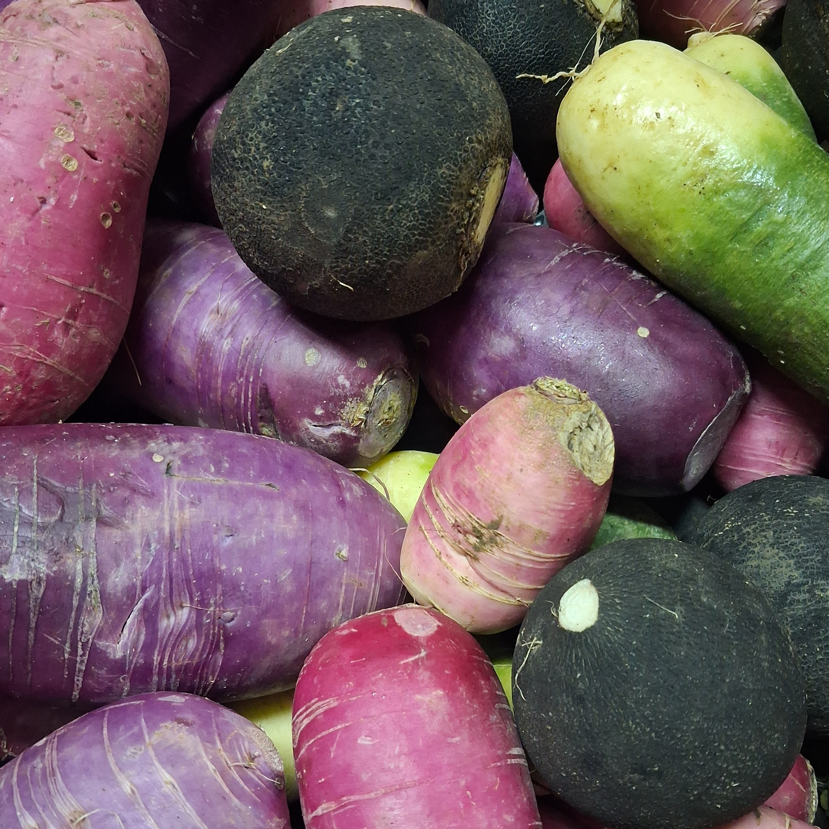 Radis D'Hiver (Mélange) - 600g