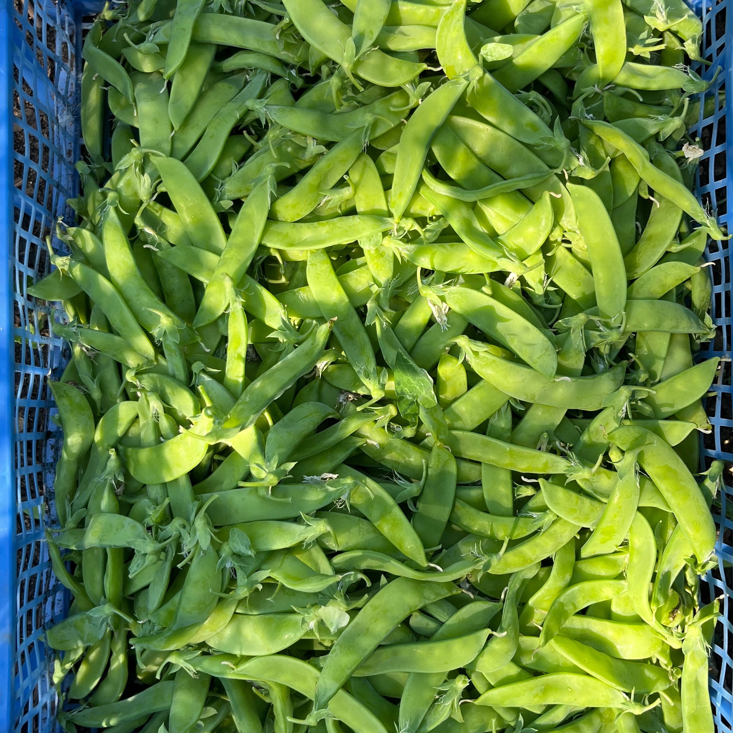Pois Mangetout (Kg)