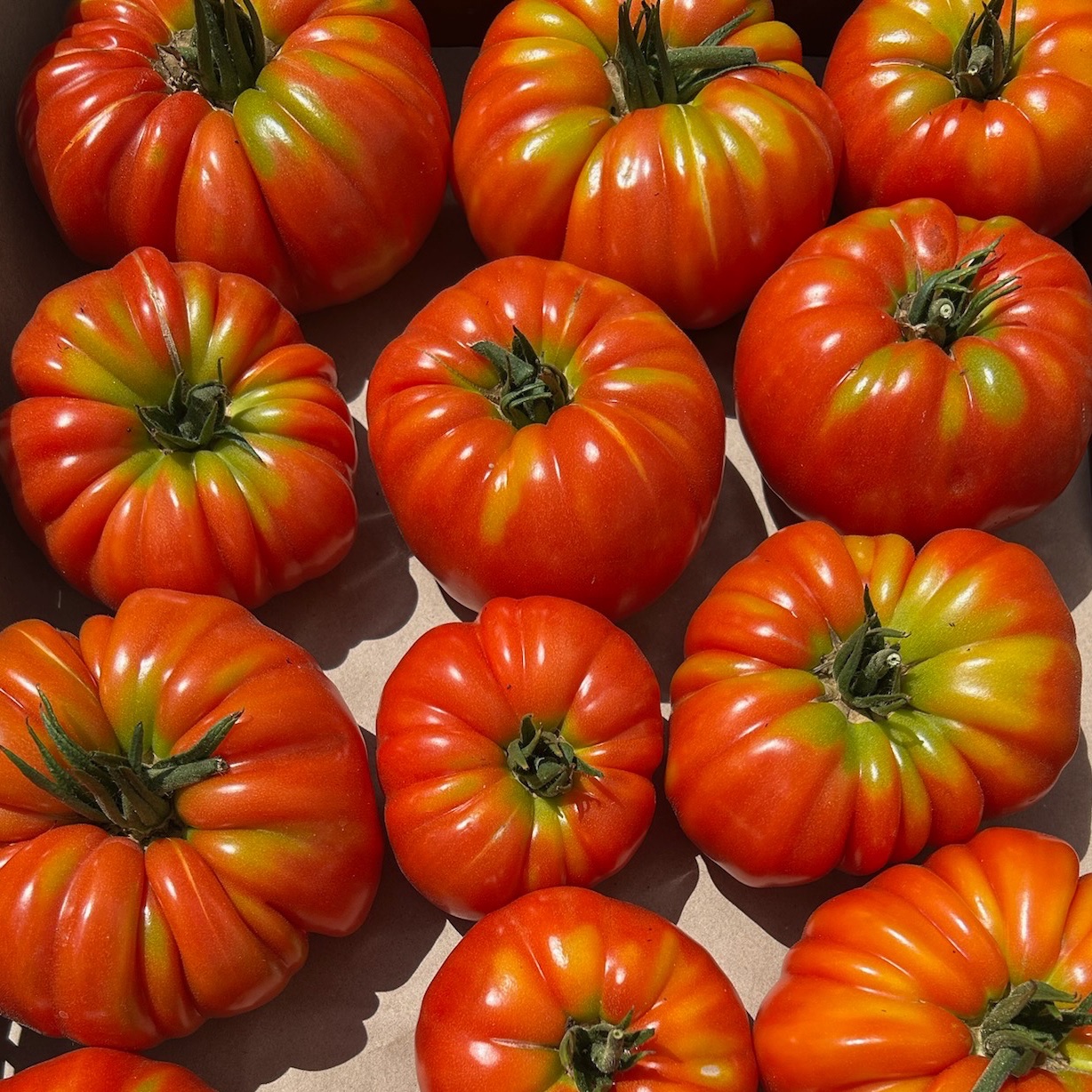 Tomate ancienne type "Marmande"