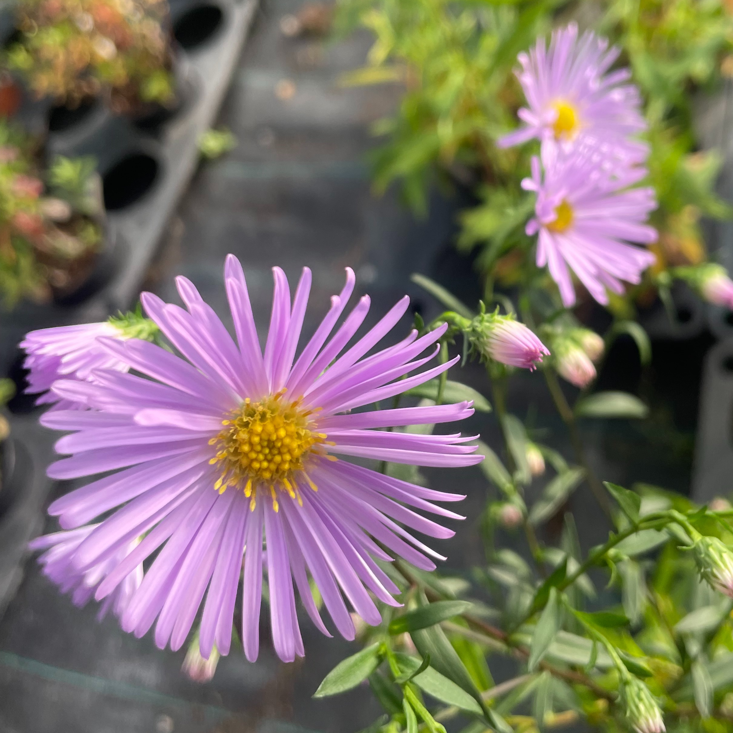 Aster 'Henri Picot'