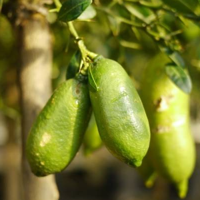 Citron caviar vert 50gr