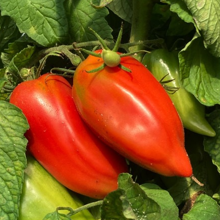 Plant Tomate Andine Cornue - 300g