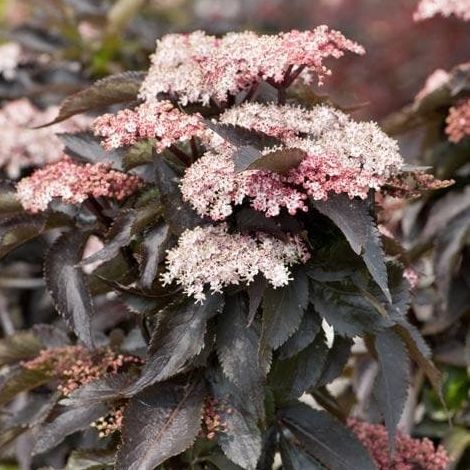 Sureau colonnaire - Sambucus nigra "Black Tower"