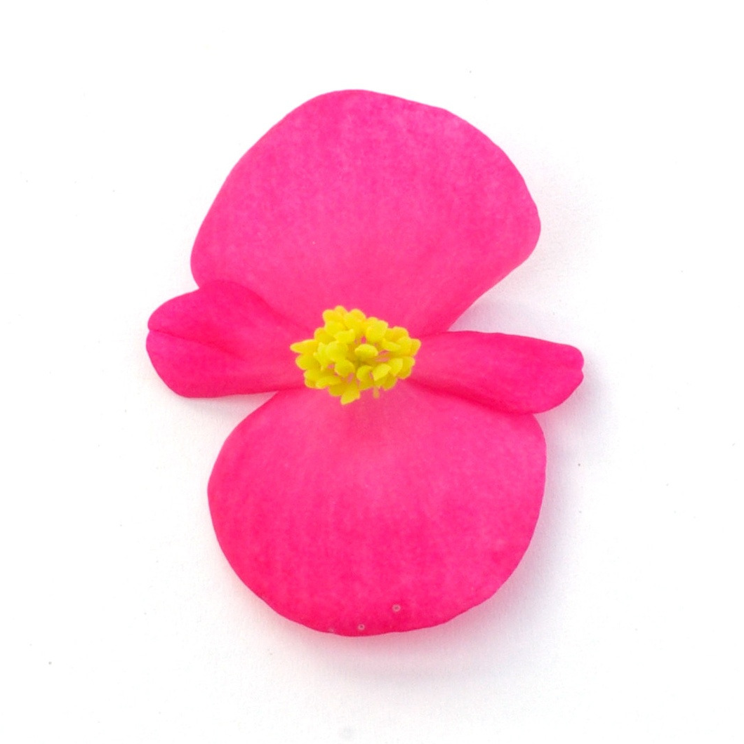 Fleurs - Begonia