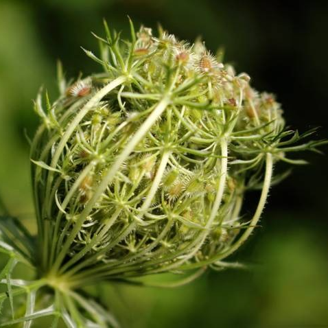 Graines verte de carottes ( par 10)