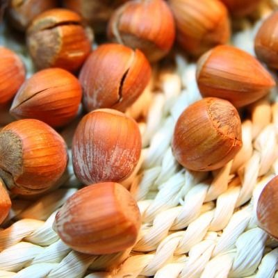 Noisetier 'Géant de Halle' Racines nues / 1m