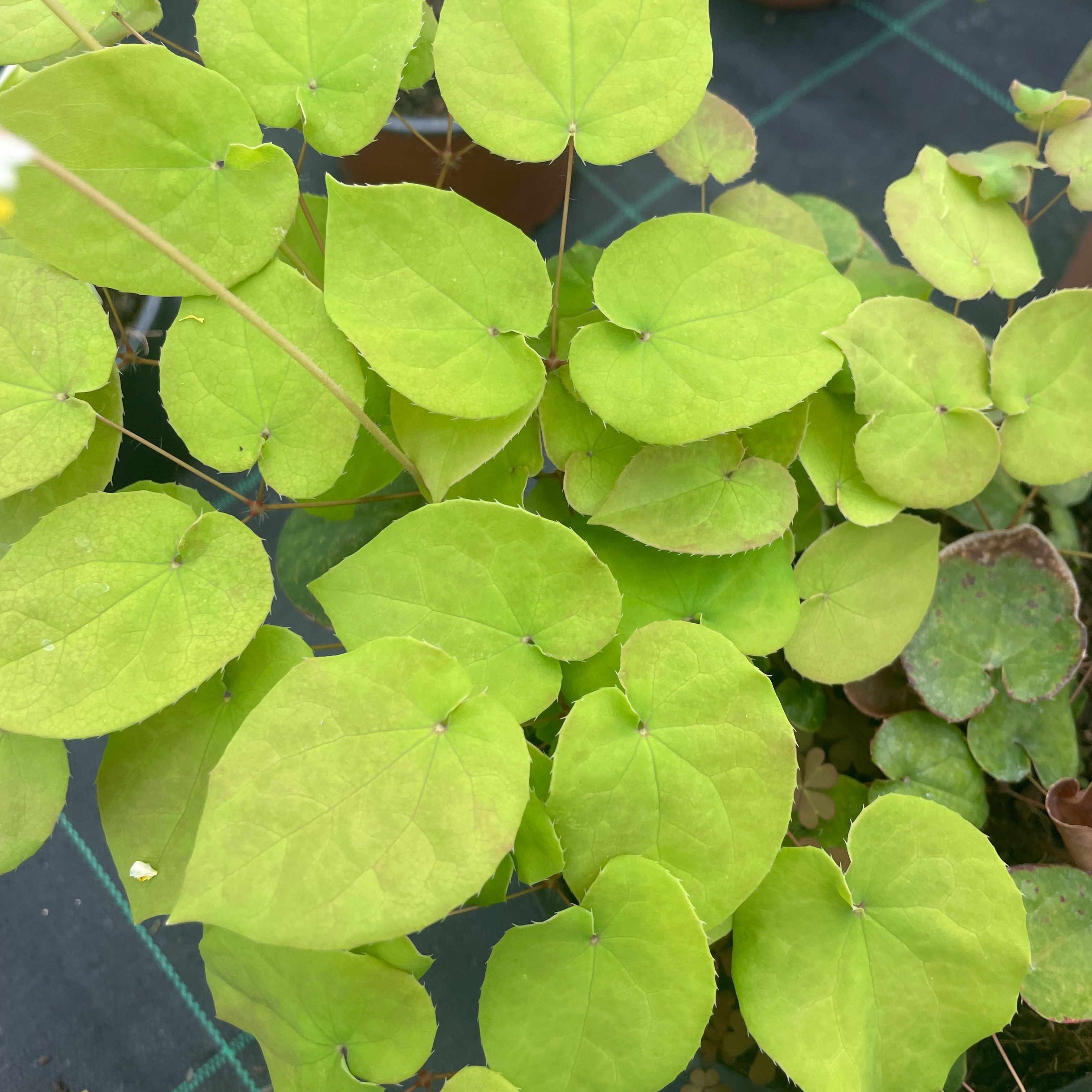 Epimedium pubigerum